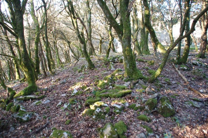 Derrumbe del muro al Este