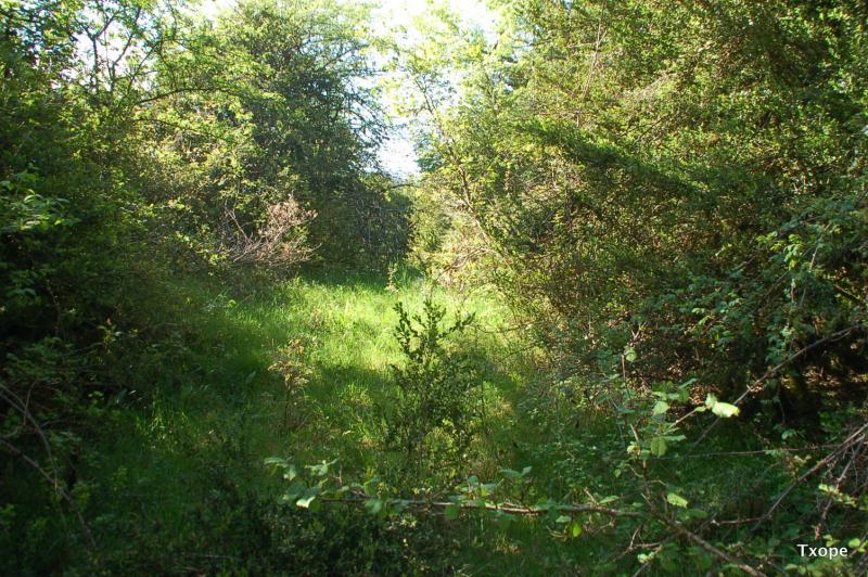 Foso cubierto de vegetaciÃ³n